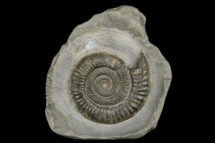 Ammonite (Dactylioceras) Fossil - England #181889